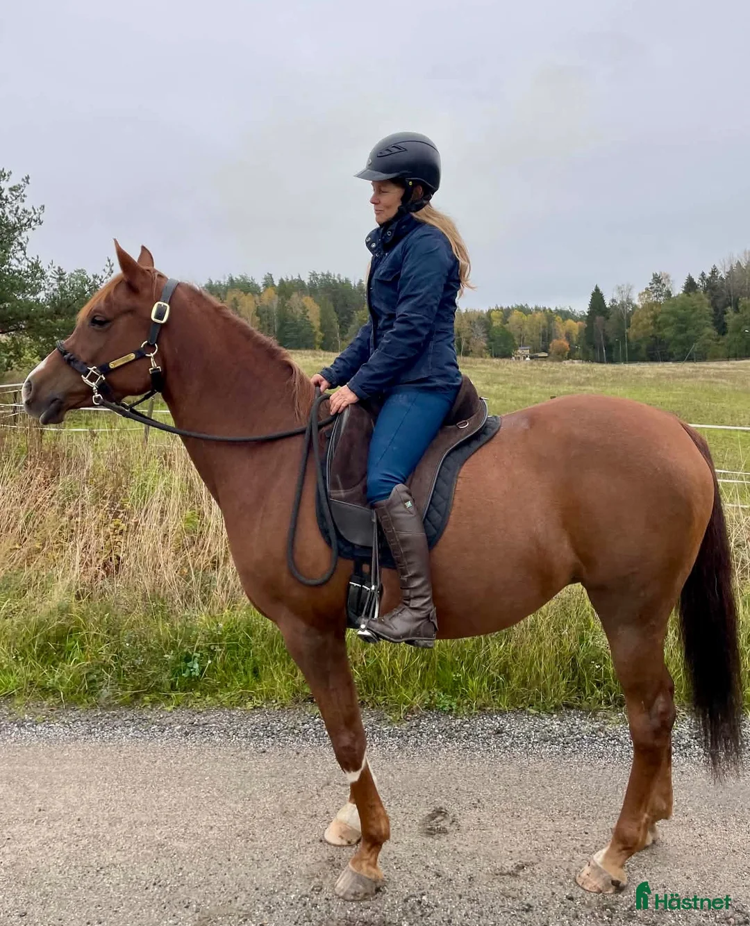  stallplats finnes: Lösdrift för sto sökes - Annons 1