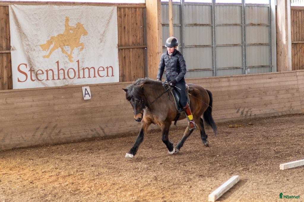  hästar Projekthäst - Annons 7