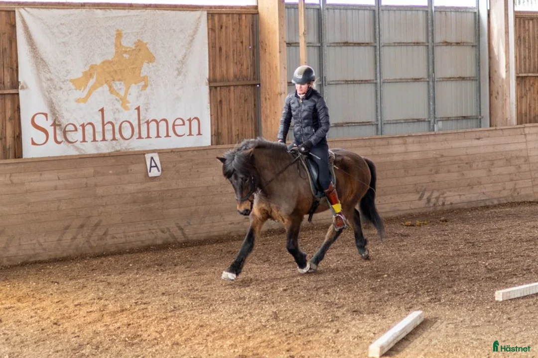 Island hästar till salu: Projekthäst - Annons 1