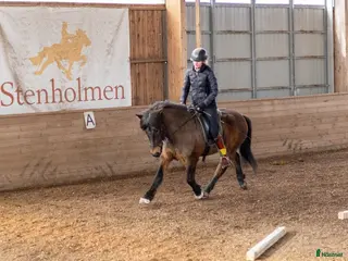 hästar Projekthäst - Annons 7