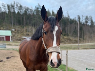 hästar Fynd 🌟 - Annons 17