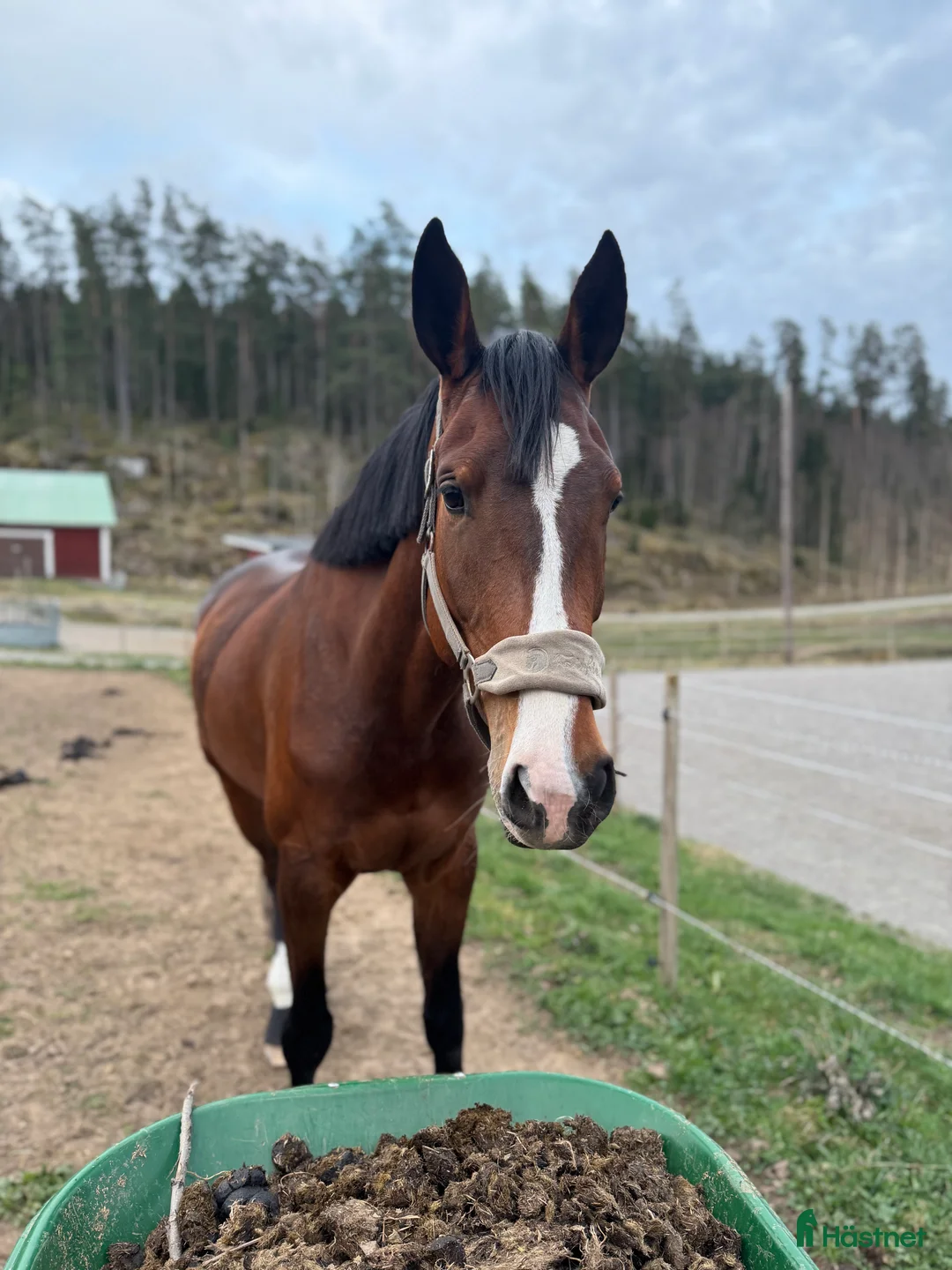 Hoppning hästar till salu: Fantastik tjej 🤩 - Annons 3