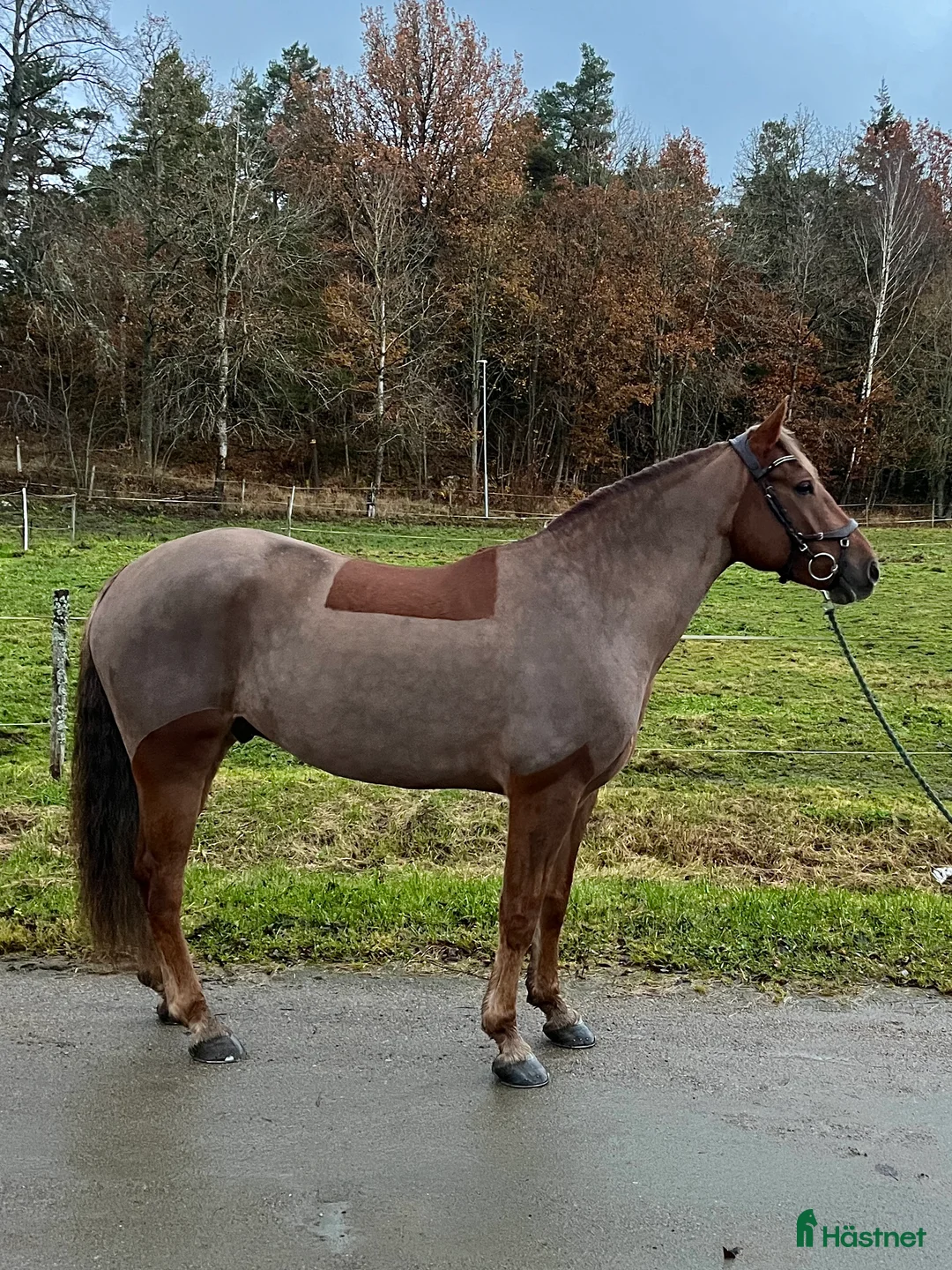 Allround hästar till salu: En på miljonen🌟 - Annons 2