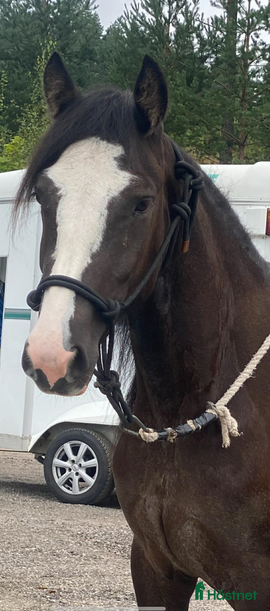  hästar Smäcker kallblods sto  - Annons 9