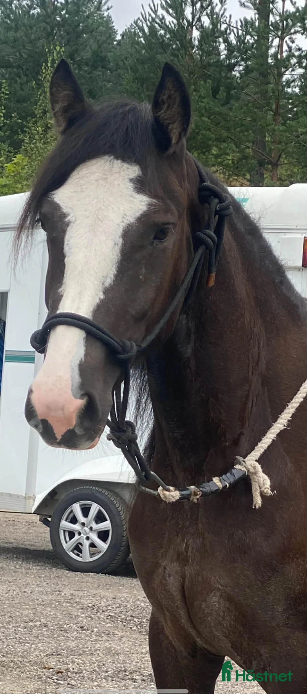 Allround hästar till salu: Smäcker kallblods sto  - Annons 2