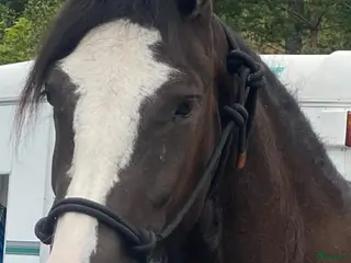 hästar Smäcker kallblods sto - Annons 9