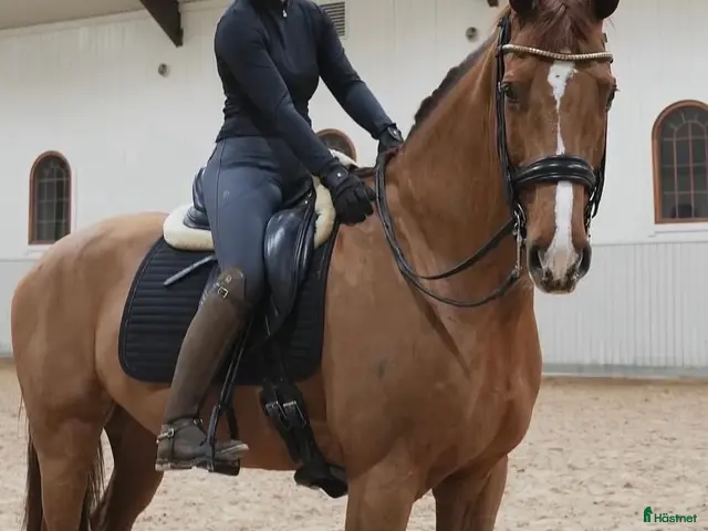 hästar till salu: Fantastisk läromästare till salu 💛 - Annons 2