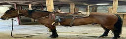 Western hästar till salu: Exagerating Bam - Annons 1