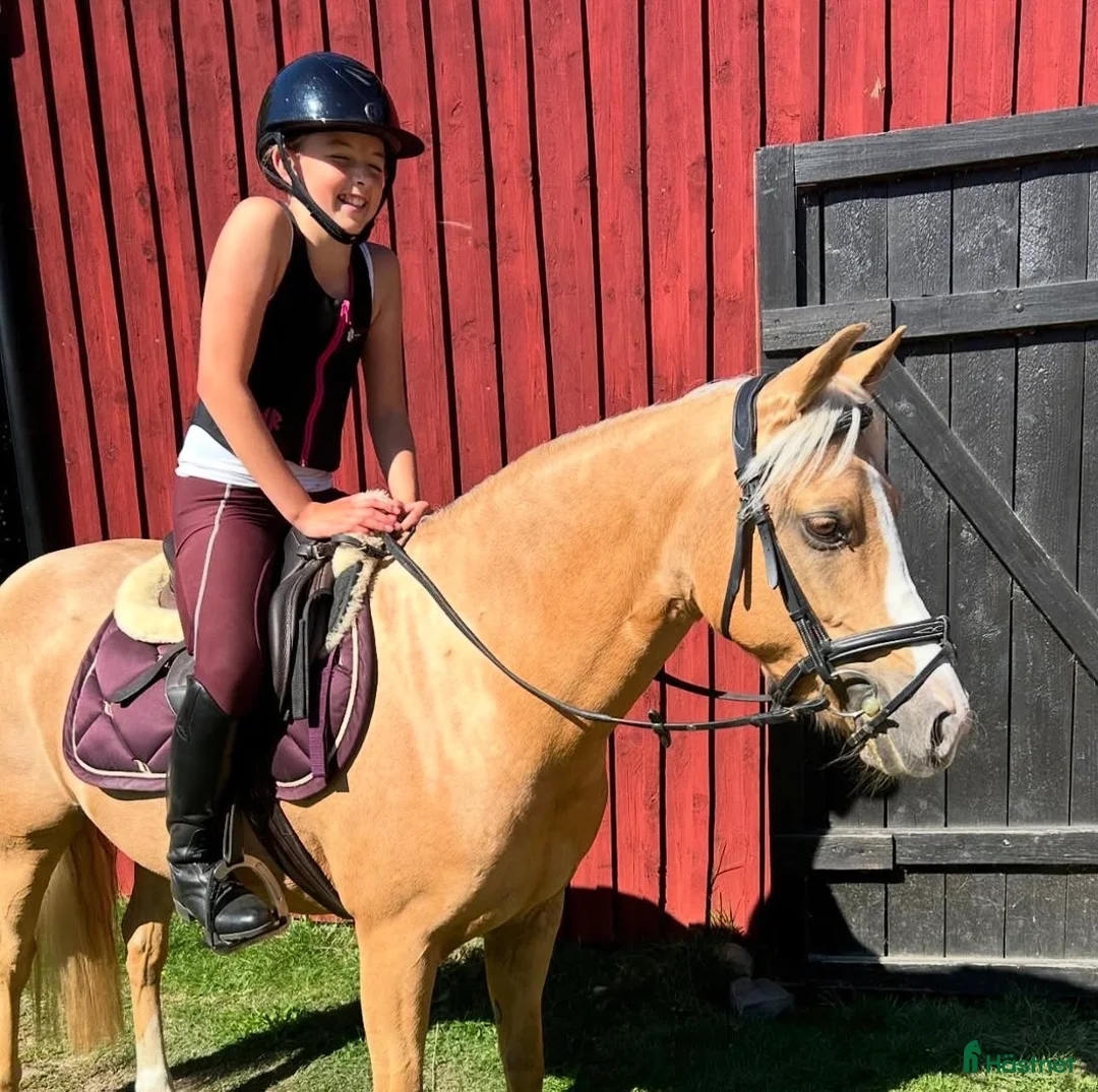 Allround hästar till salu: Svenskfödd welsh C-ponny i Södra Sandby - Annons 2