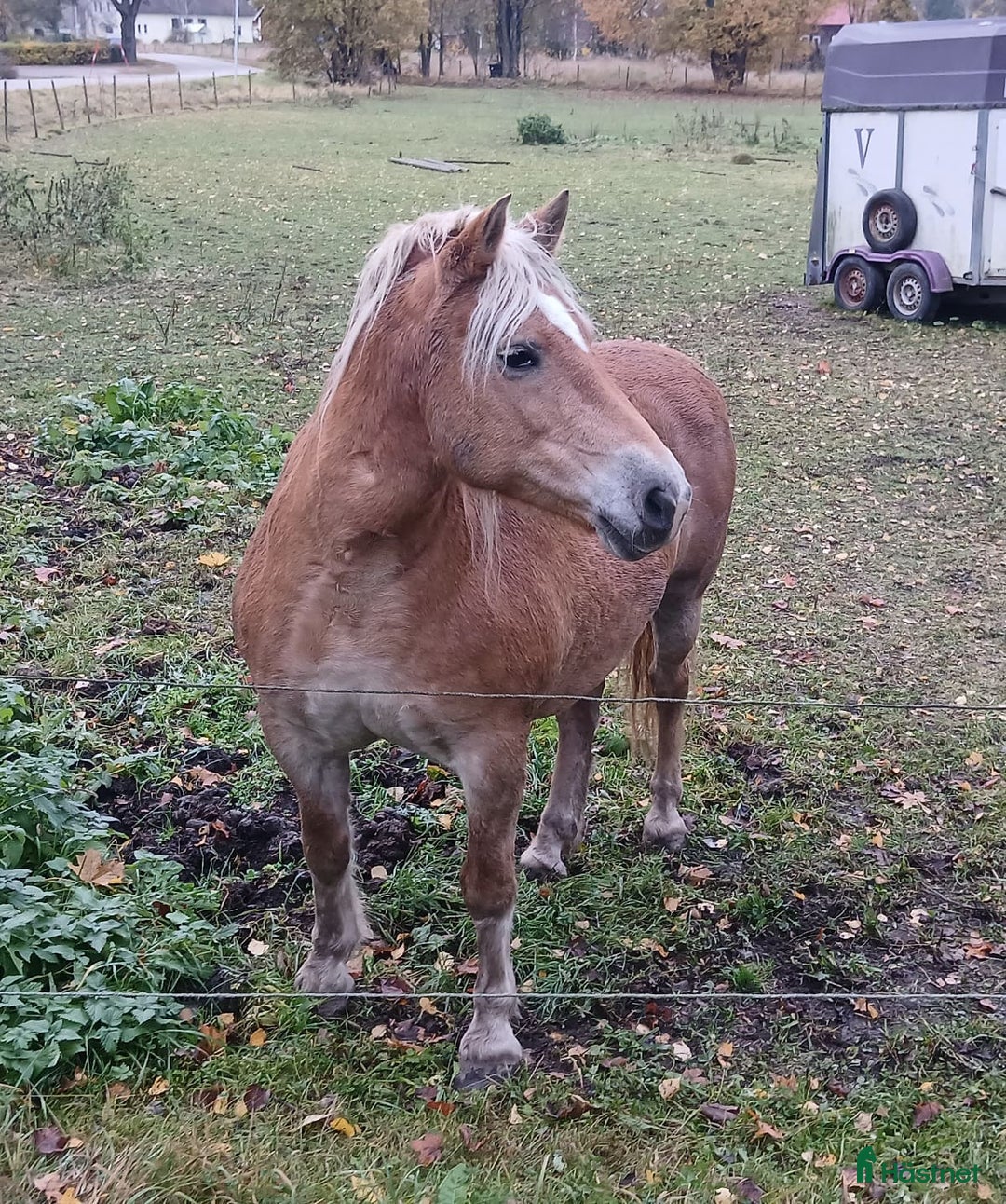 Avelshästar hästar till salu: Haflinger diplomsto i Alunda - Annons 3