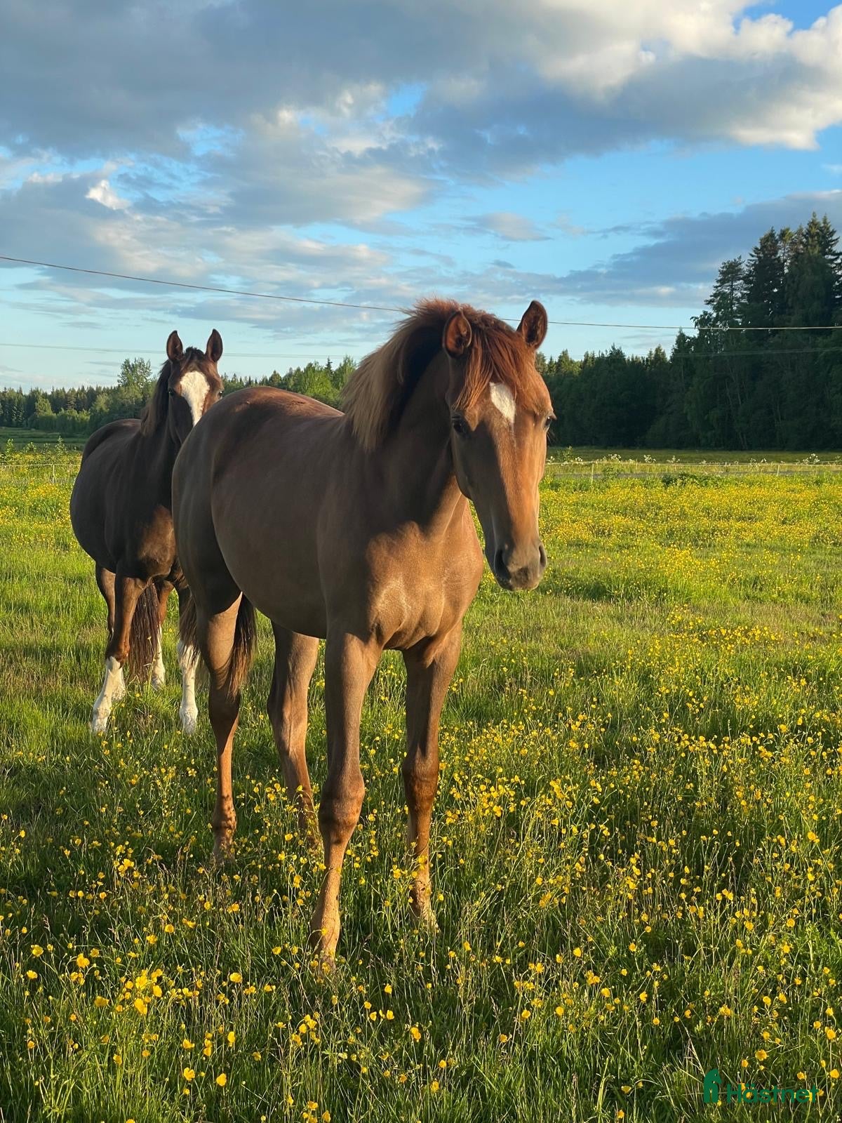  stallplats Stallplats i Umeå - Annons 2
