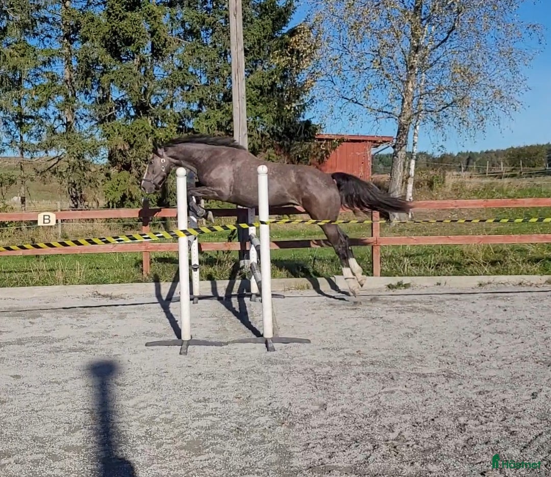 Hoppning hästar till salu: Snygg kille för framtiden i Jönåker - Annons 2