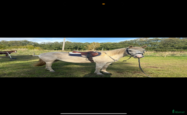  hästar i Kristianstad - Annons 7