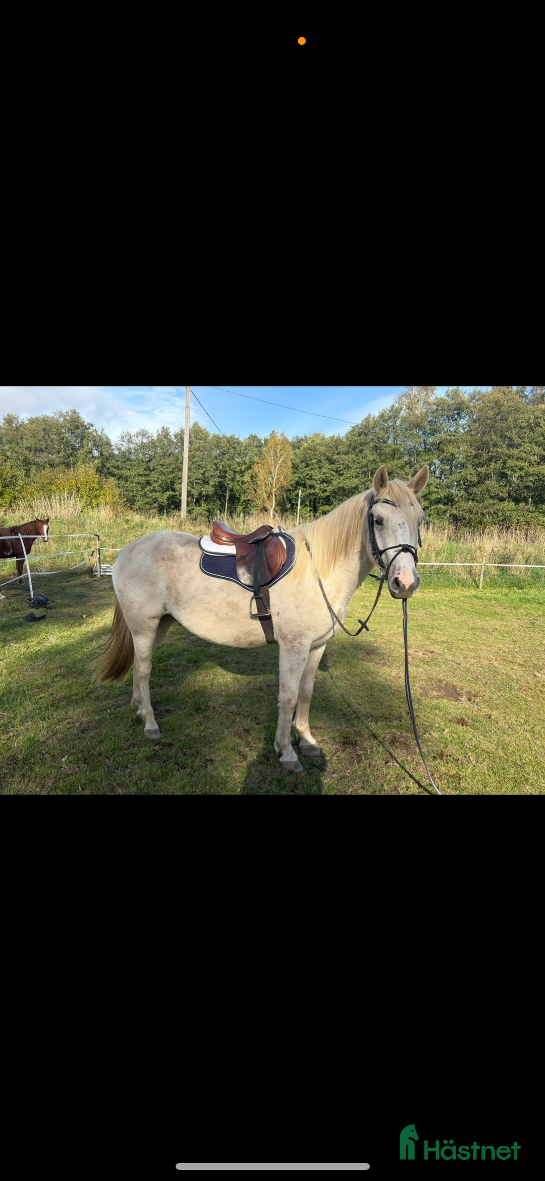 Allround hästar till salu: Lovande ungponny. i Kristianstad - Annons 3