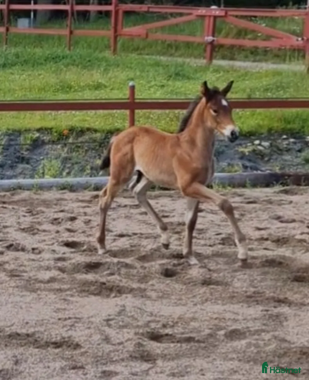 Allround hästar till salu: Vaquero  - Annons 11