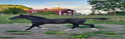 Dressyr hästar till salu: Svart hingstföl - Annons 4