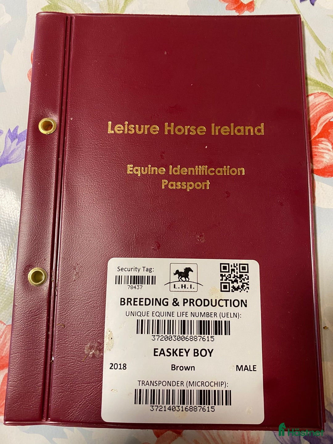 Allround hästar till salu: Världens snällaste kille  i Valbo - Annons 2