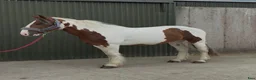 Allround hästar till salu: Irish riding ponies  - Annons 28