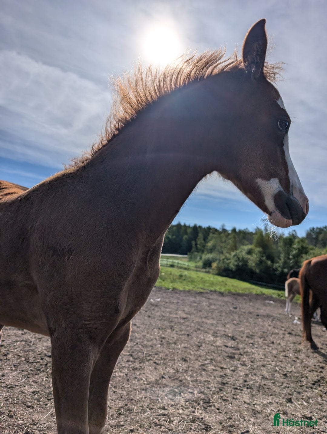 Allround hästar till salu: Två halvbröder söker nytt hem i Ilsbo - Annons 7