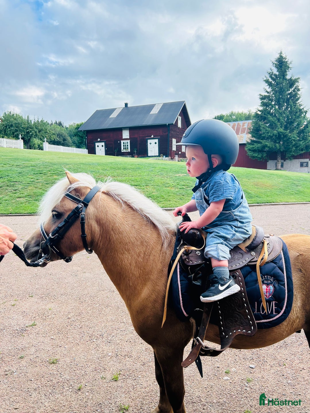 Allround hästar till salu: Otroligt fin Shettis i Södra Vi - Annons 1