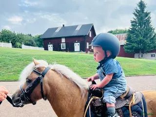 hästar Otroligt fin Shettis - Annons 12