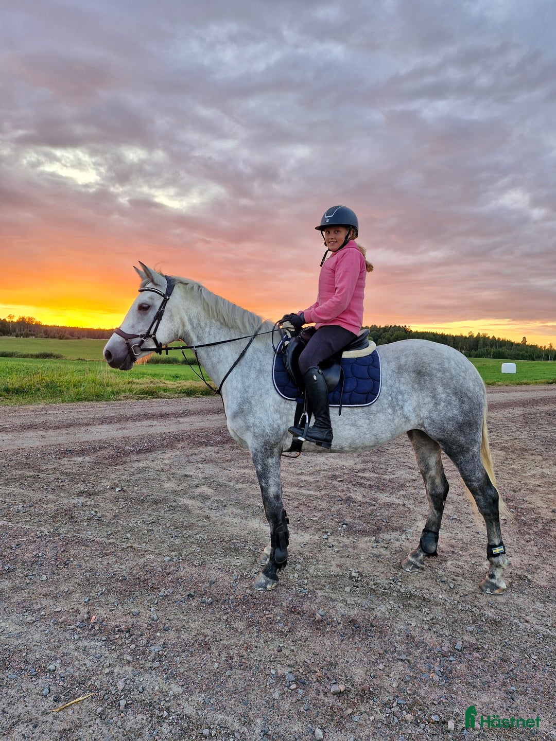 Hoppning hästar till salu: Connemara sto 4 år i Karlstad - Annons 1