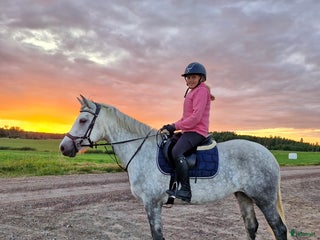 hästar Connemara sto 4 år i Karlstad - Annons 7