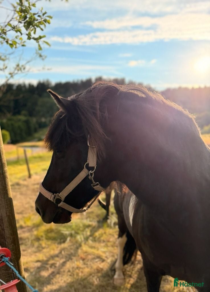  hästar Trevligt sto - Annons 9