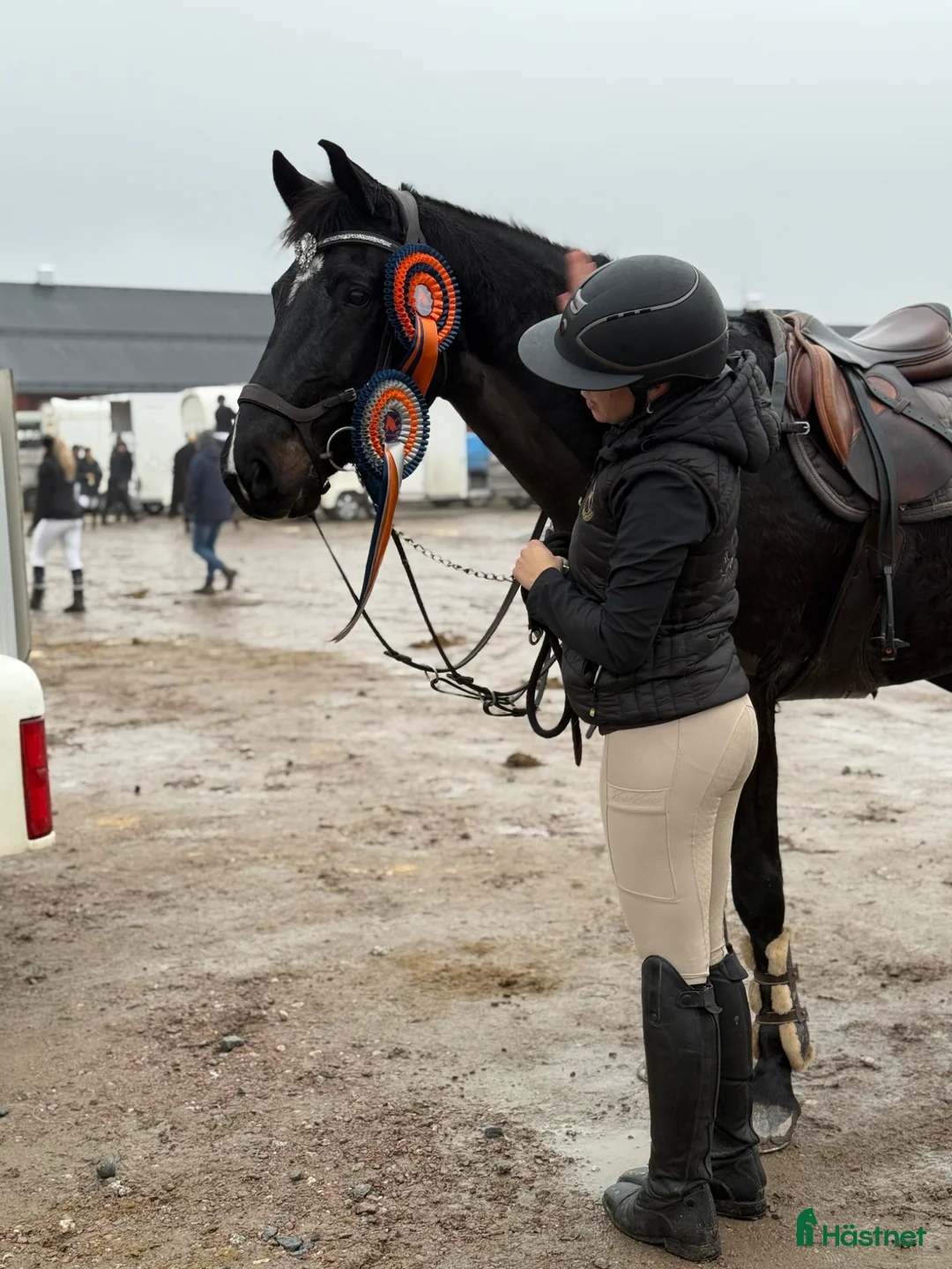 Hoppning hästar till salu: Unik häst med massa utvecklingspotential  i Köping - Annons 1