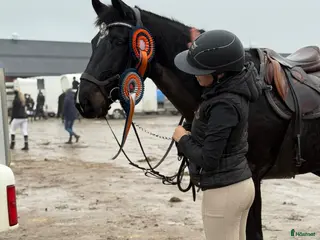 hästar Unik häst med massa utvecklingspotential - Annons 17