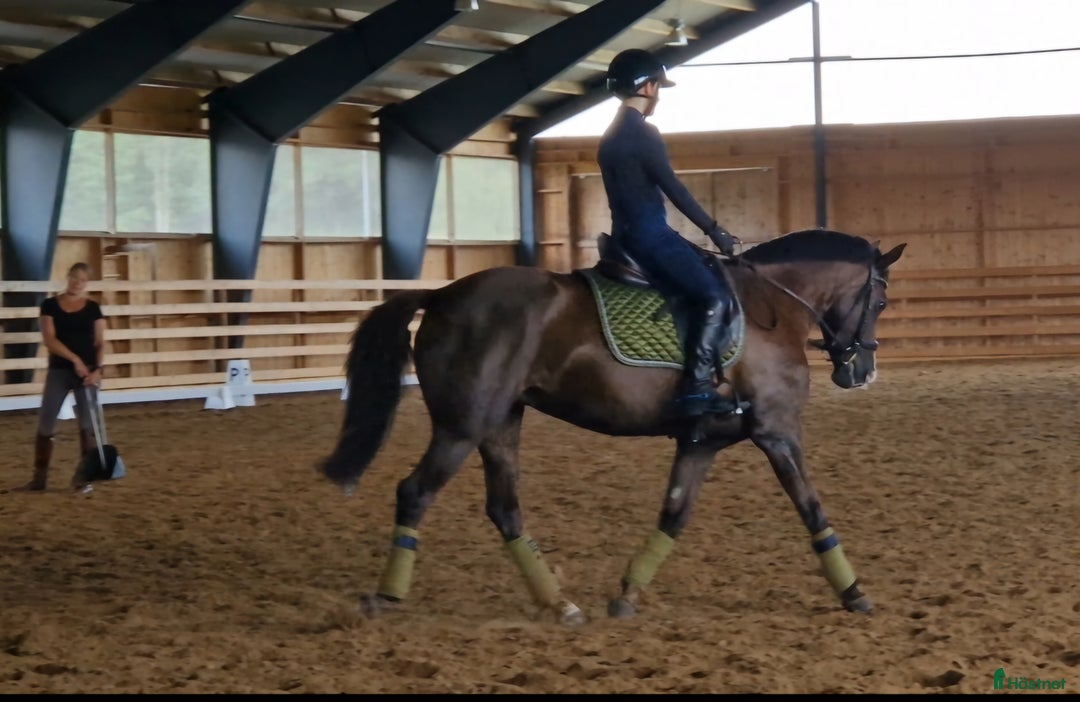 Allround hästar till salu: Elegant multi-talang i Svärtinge - Annons 8