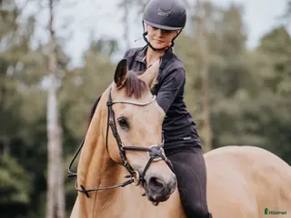 hästar Pigg och positiv ponny - Annons 8