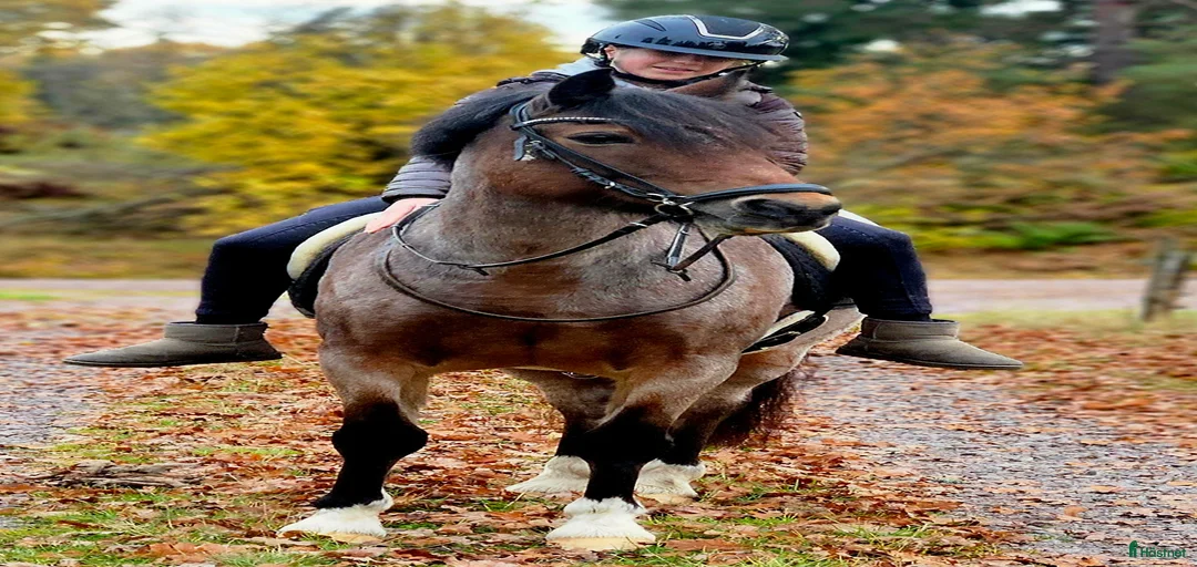 Galleribild {{count}}