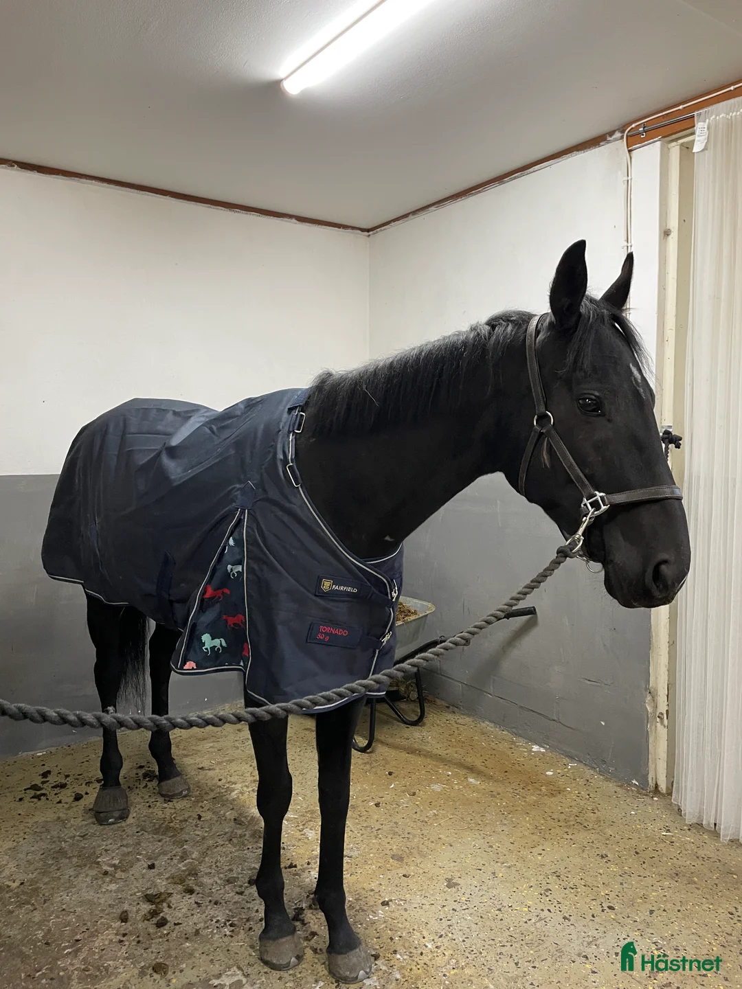 Allround hästar till salu: Vackert sto *TINGAD* - Annons 5