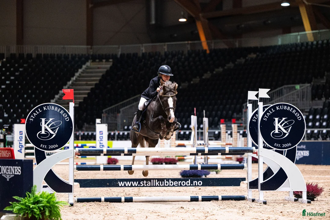 Hoppning hästar till salu: Fantastisk kat.2 sprangponni selges i Miland - Annons 1