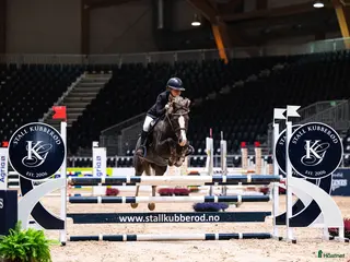 hästar Fantastisk kat.2 sprangponni selges i Miland - Annons 10