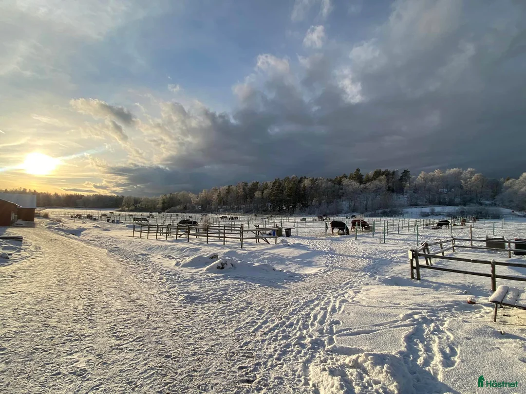  stallplats finnes: Ledig boxplats på Almare Stäket i Kungsängen - Annons 3