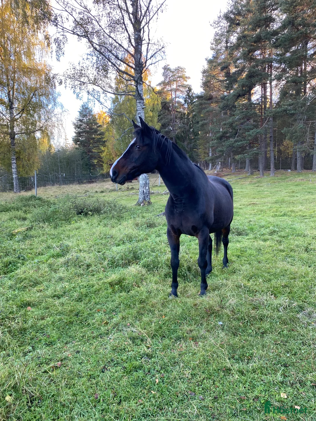 Övrigt hästar till salu: !!intresse koll!! i Mora - Annons 7