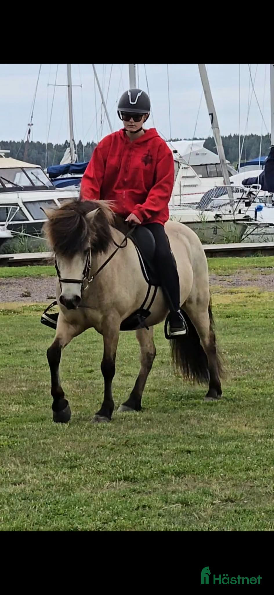  hästar 2 valacker - Annons 14