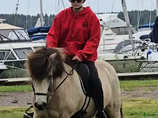 hästar 2 valacker - Annons 14