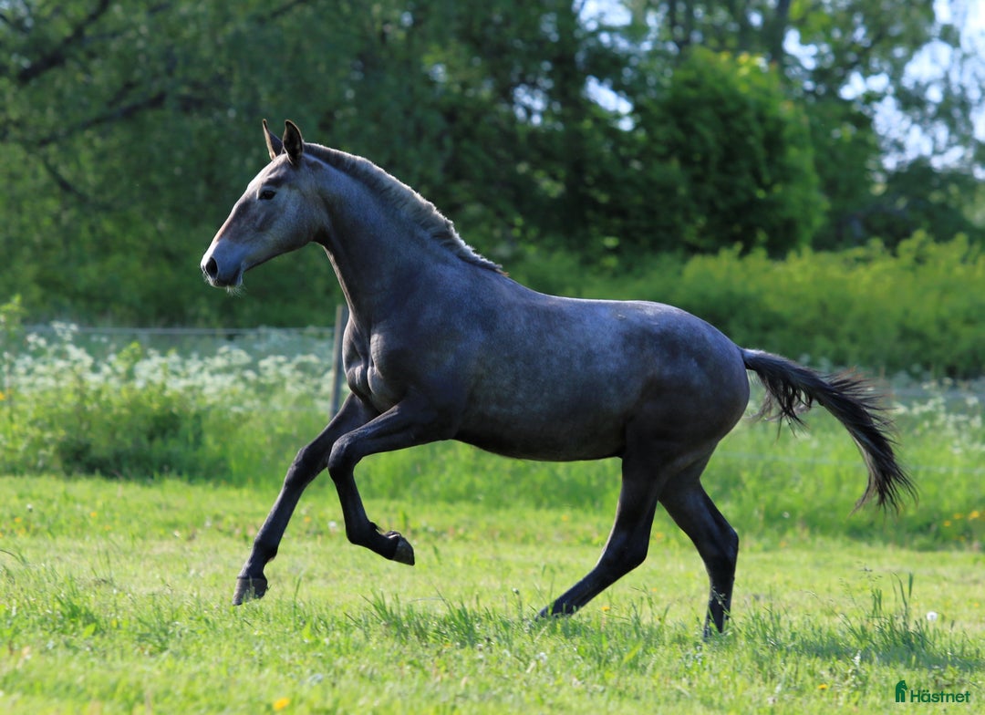 Dressyr hästar till salu: SvenskföLusitanohingst i toppklass, säljes/bytes i Örsundsbro - Bild 3