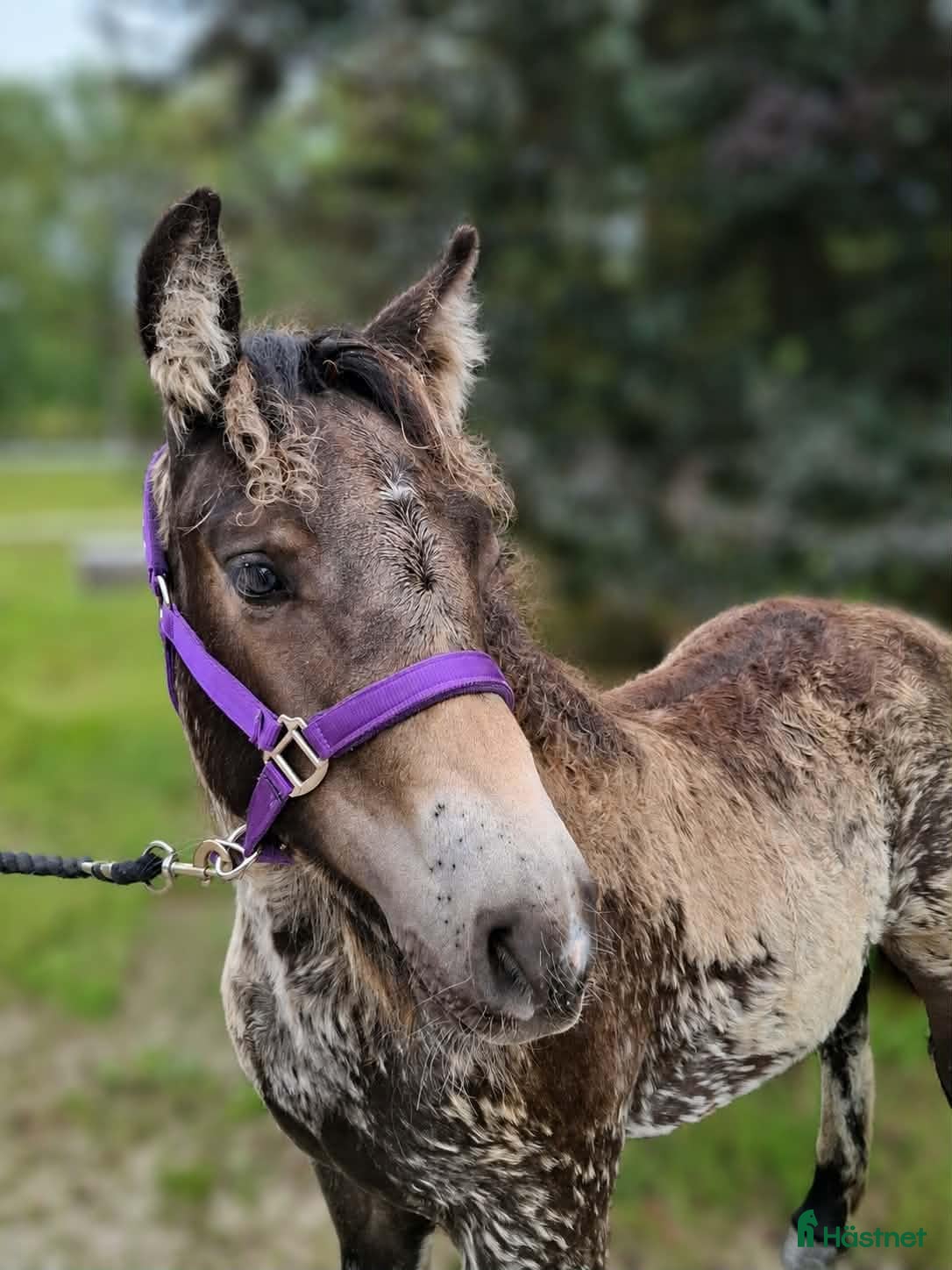 hästar Charmig hingstunge - Annons 7