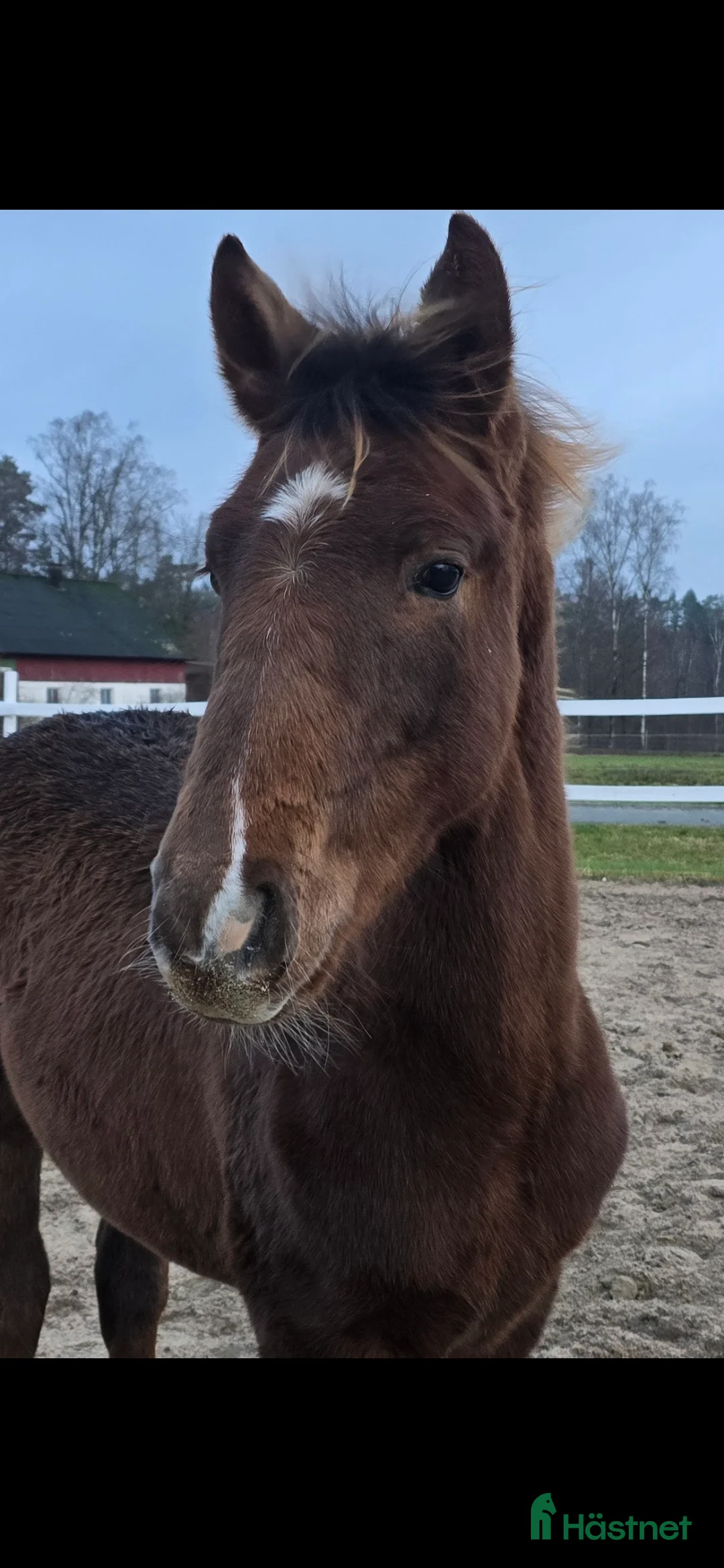 Dressyr hästar till salu: Passa på!! Dressyr löfte med högt meriterad stam! - Annons 2