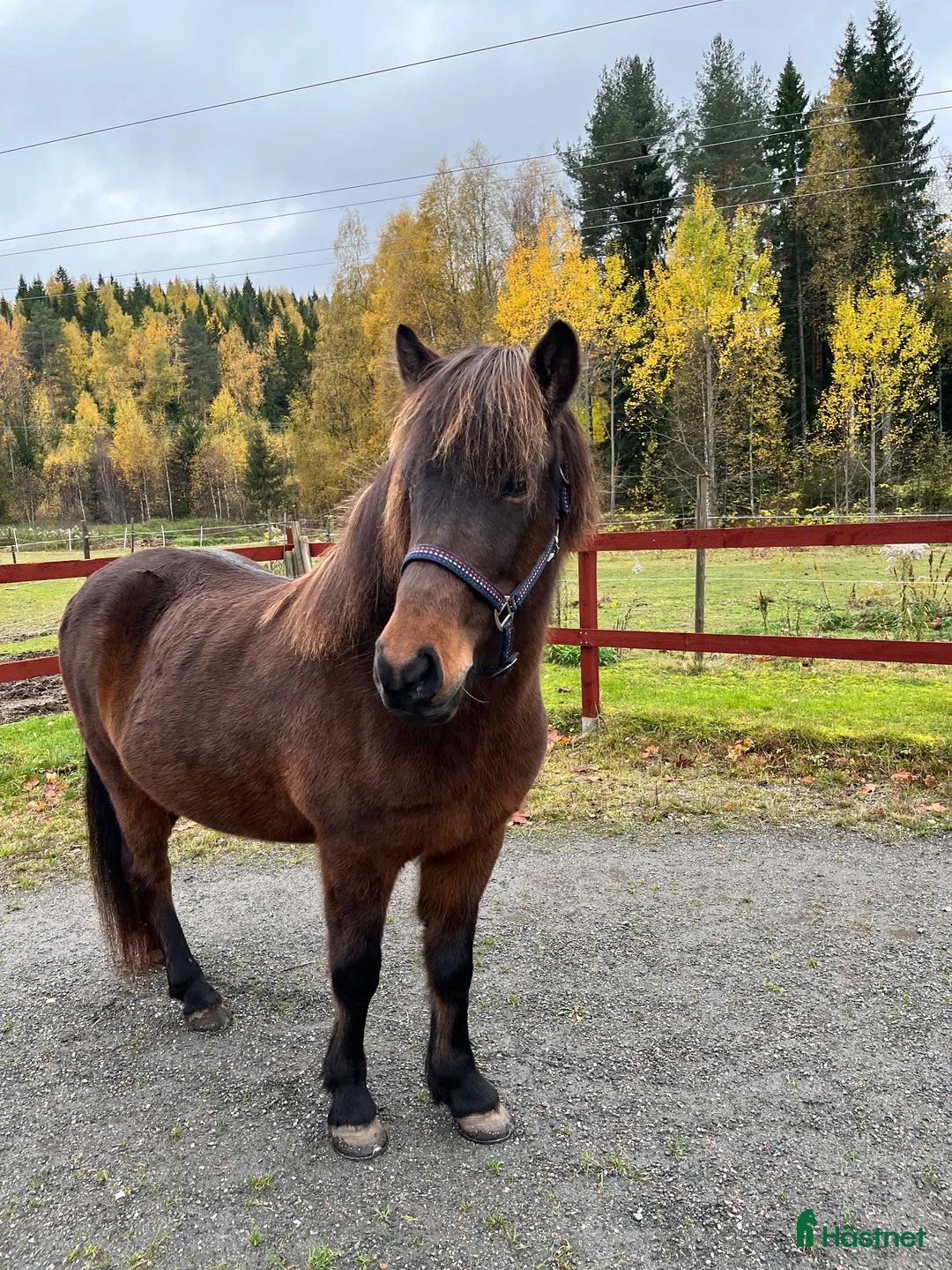 Island hästar till salu: Projekt, ridning/markarbete eller sällskap - Annons 2
