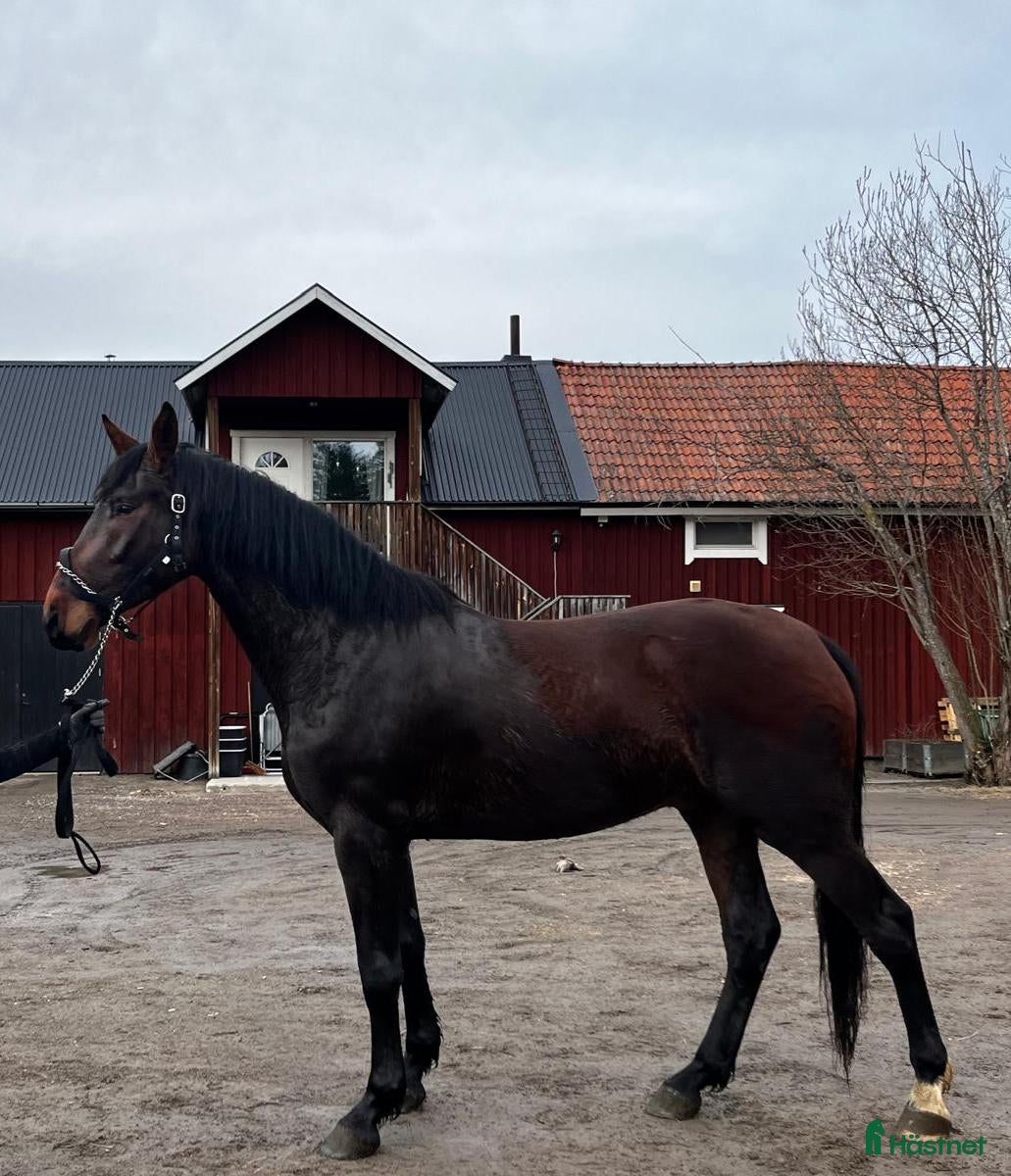  hästar Framtidshäst - Annons 8