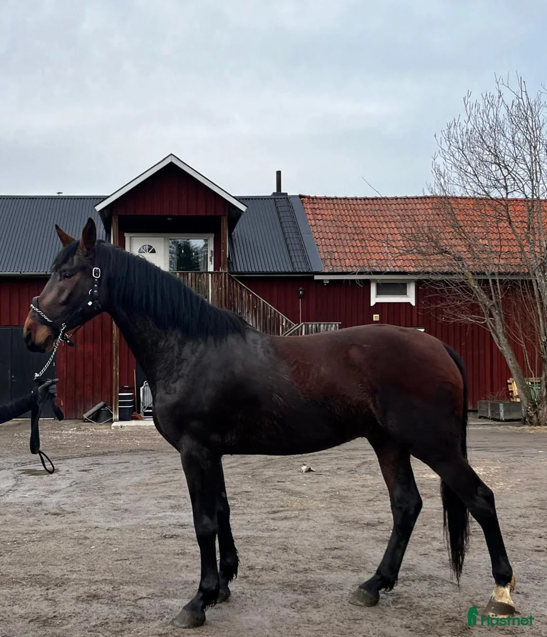 Dressyr hästar till salu: Framtidshäst - Annons 1