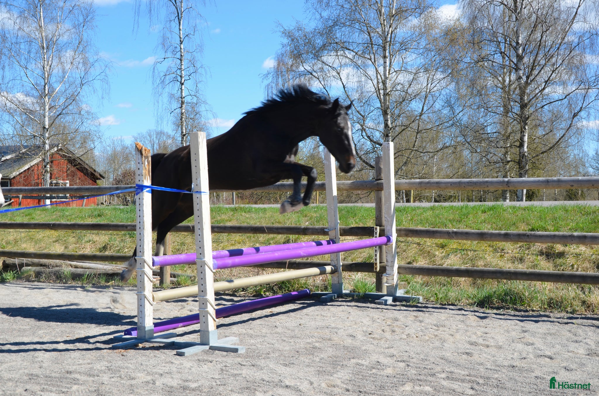 Allround hästar till salu: 4 årigt sto - Annons 1