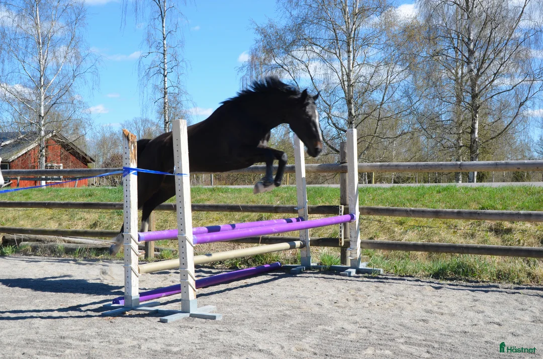 Allround hästar till salu: 4 årigt sto - Annons 1
