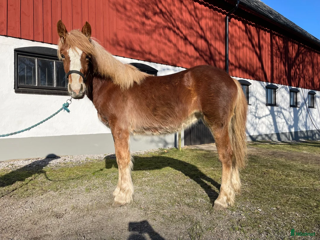 Allround hästar till salu: 1-års sto - Annons 2