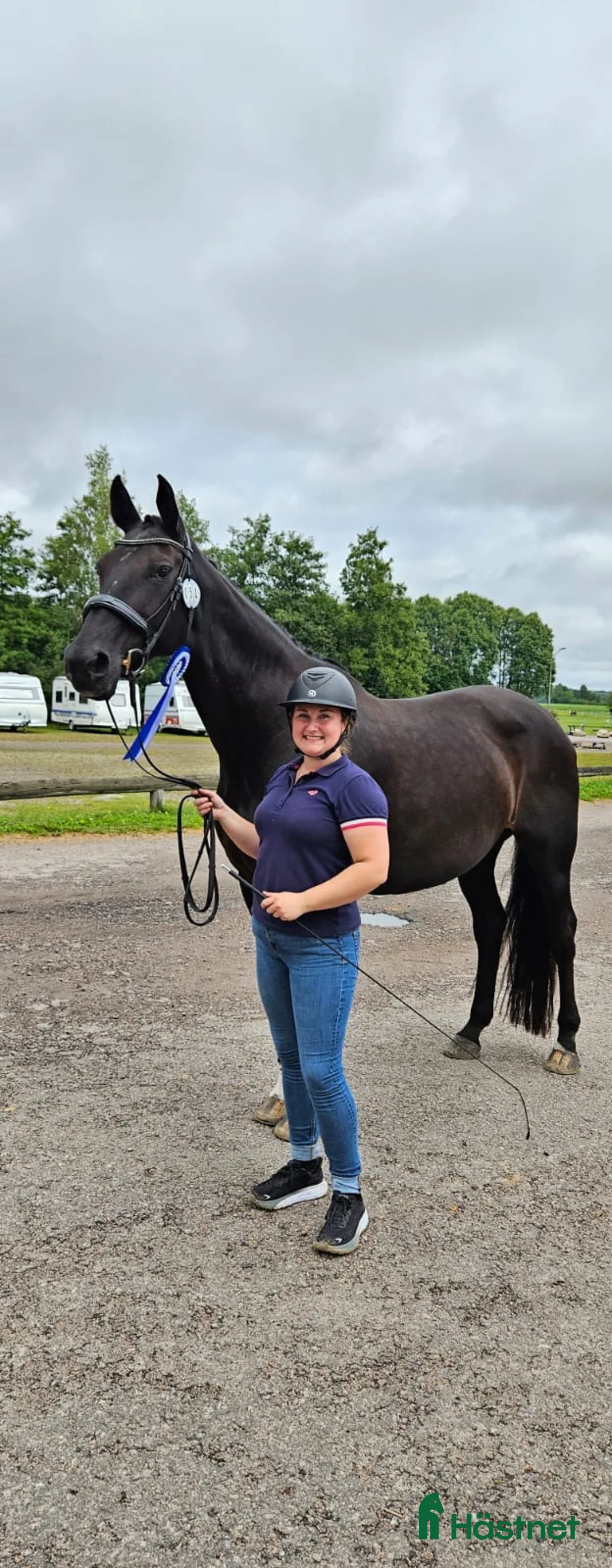 Dressyr hästar sökes: Häst sökes till långsiktigt hem 🐴 - Annons 1